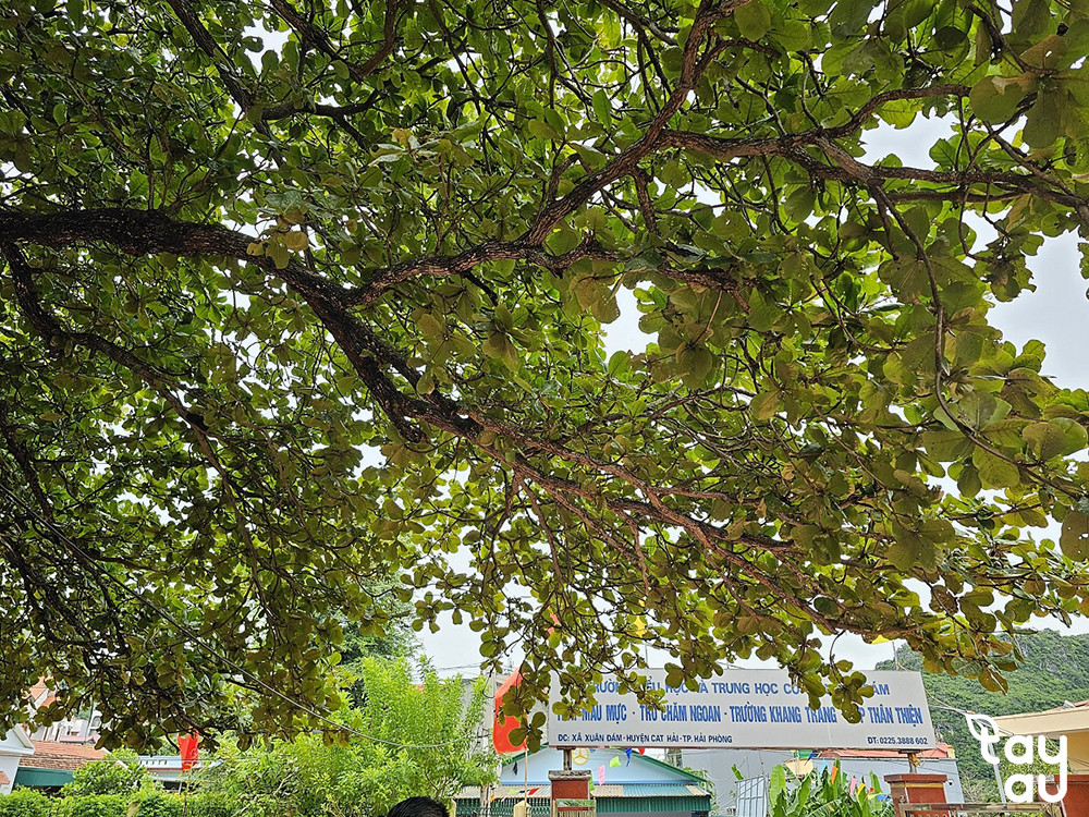 Cây bàng tán lá xanh mướt che bóng mát rộng khắp sân trường