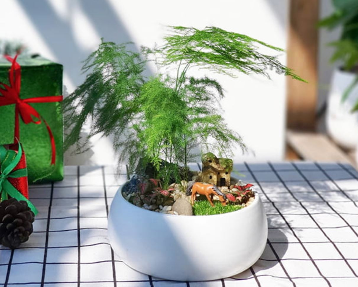 Tưới nước cho gốc cây Kim Thủy Tùng đúng cách