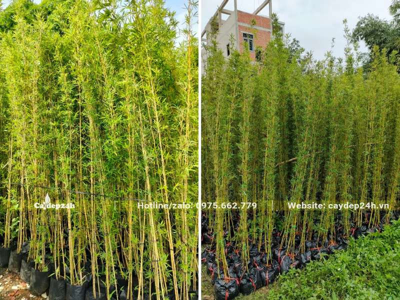 TrÃºc QuÃ¢n Tá»­ cao 2,5 - 3m dÆ°á»¡ng sáºµn trong báº§u Ä‘áº¥t