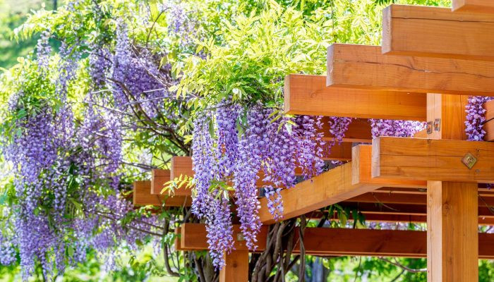 Hoa tử đằng leo bám và nở rộ trên giàn gỗ kiên cố