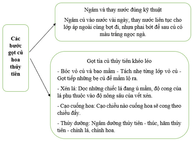 Củ thủy tiên sau khi gọt tỉa, rễ đã mọc, đặt trong bình nước