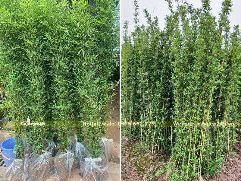 DÃ¢m á»§ giÃºp cÃ¢y trá»“ng thÃ nh thá»¥c hÆ¡n, cÃ³ kháº£ nÄƒng sinh trÆ°á»Ÿng tá»‘t hÆ¡n