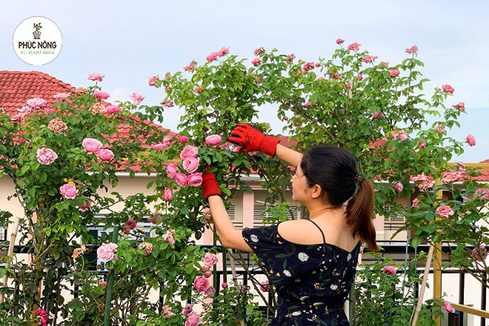 Cách trồng hoa dây leo bằng hạt giống đơn giản