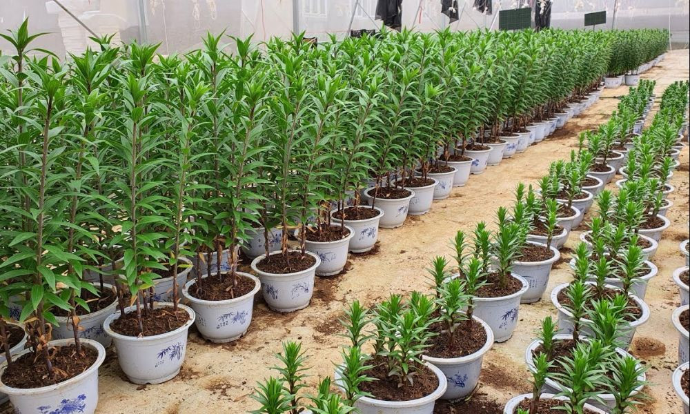 Hoa ly phát triển tốt trên nhiều loại đất, cần đảm bảo tơi xốp và thoát nước.