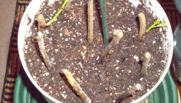 Cành hoa tử đằng được giâm trong chậu đất để ươm mầm