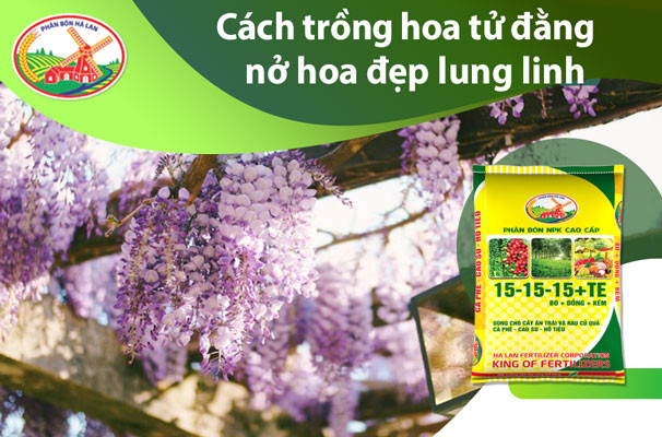 Dây hoa tử đằng với những chùm hoa tím rực rỡ trên giàn leo