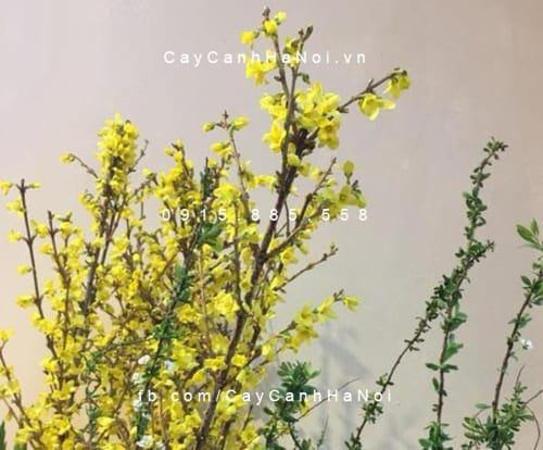 Hướng dẫn cách cắm và chăm sóc cành hoa mai Mỹ tươi lâu