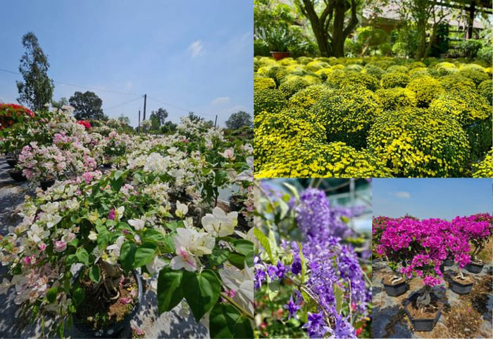 Nhiều loại cây cảnh phong thủy như kim tiền, lưỡi hổ tại Vườn Kiểng Mười Châu Nha Trang.