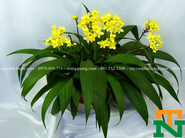 Hoa đinh lan chu đinh màu vàng trong chậu