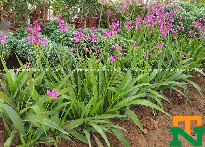 Cận cảnh hoa đinh lan chu đinh màu tím