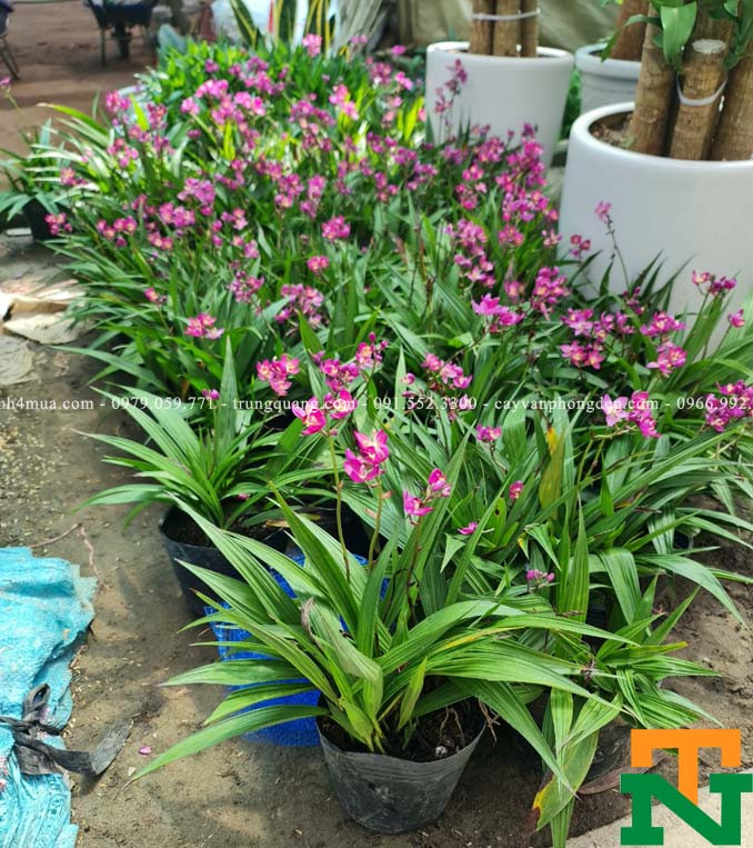 Bầu cây giống hoa đinh lan chu đinh Thái