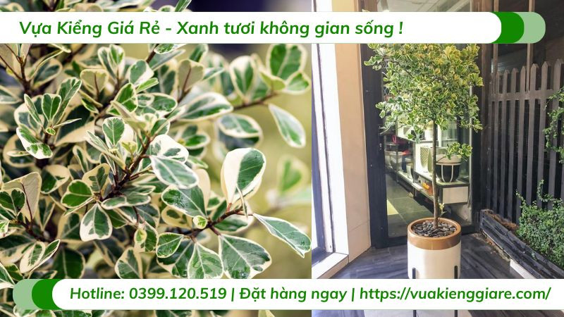 Cây đa tam phúc trồng chậu trang trí nội thất màu xanh tươi
