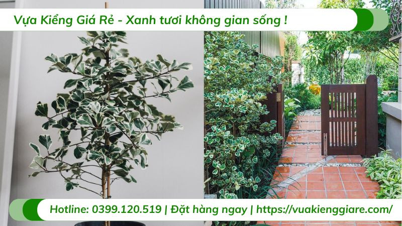 Đặc điểm lá dày, bóng mượt của cây đa tam phúc trồng trong nhà