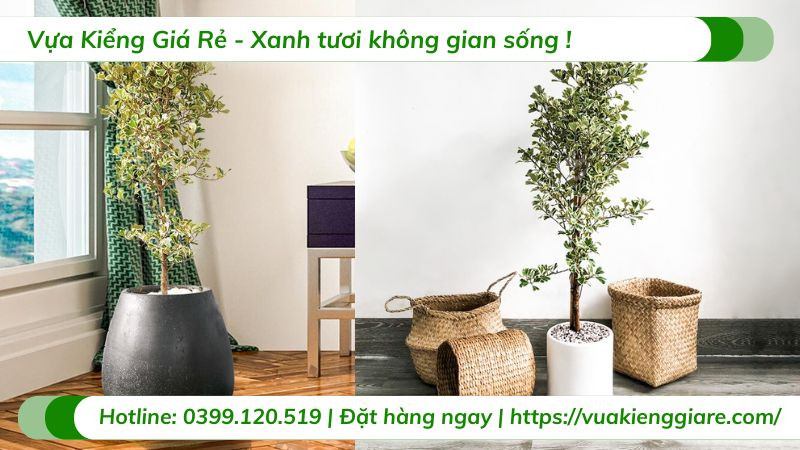 Cây đa tam phúc nhỏ trang trí bàn làm việc, mang ý nghĩa phong thủy