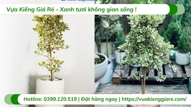 Vị trí đặt cây đa tam phúc trong chậu hợp phong thủy nội thất