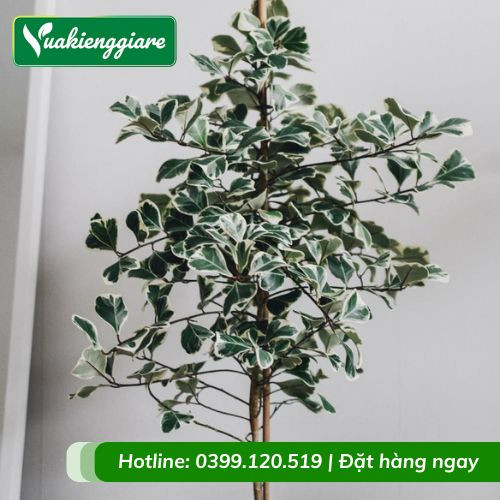 Toàn cảnh cây đa tam phúc trồng chậu, dễ chăm sóc cho người mới bắt đầu