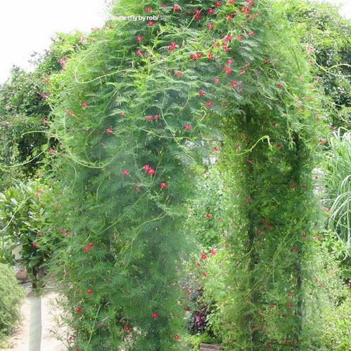 Dây leo thủy tiên trắng tinh khôi trang trí tường rào