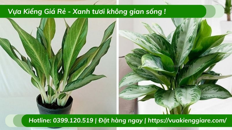 Cây giữ tiền lá xanh gân trắng trong chậu trang trí bàn làm việc