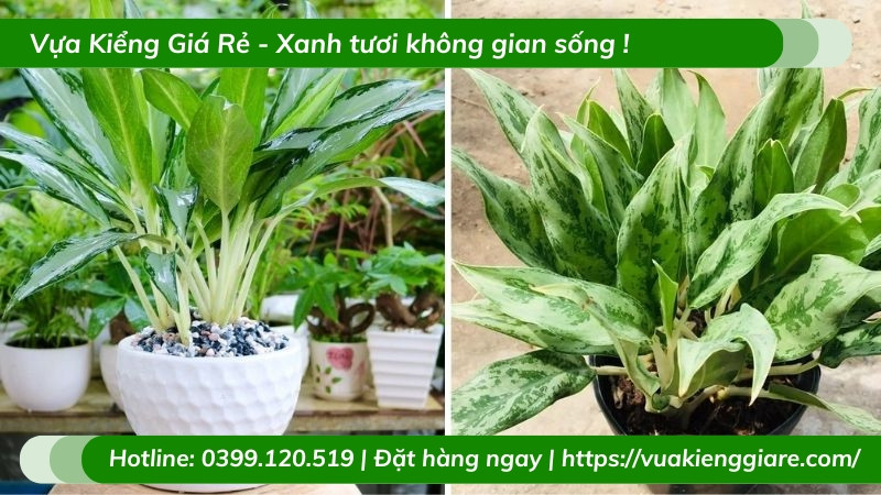 Chậu cây giữ tiền nhỏ gọn đặt trên bàn làm việc