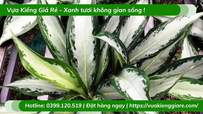 Cận cảnh lá cây giữ tiền với gân trắng rõ nét