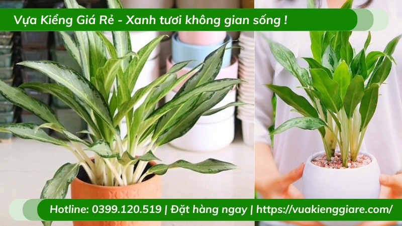Chậu cây giữ tiền được chăm sóc xanh tốt