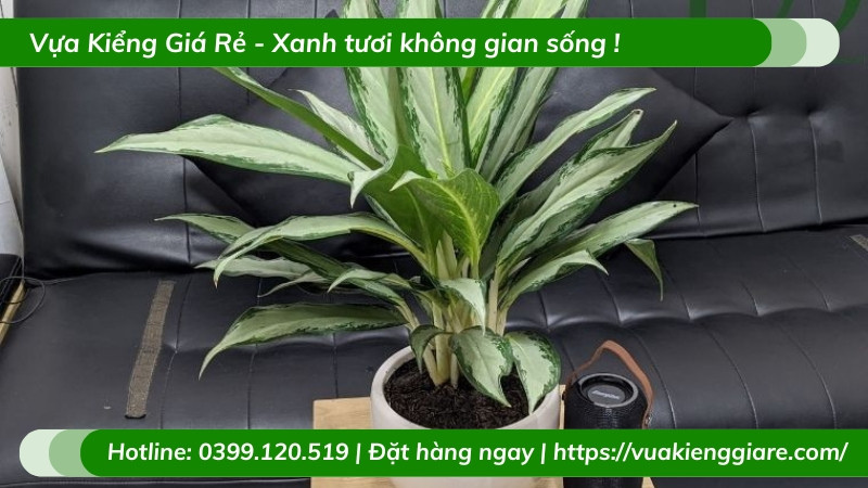Hình ảnh cây giữ tiền sau khi được tỉa lá