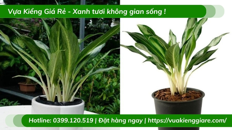 Lá cây giữ tiền mọng nước biểu tượng cho sự sung túc