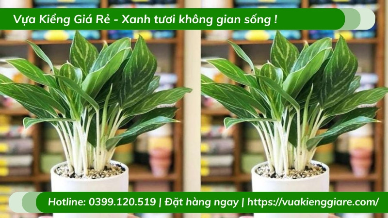 Cây giữ tiền với tán lá xanh dày đặt trong nhà
