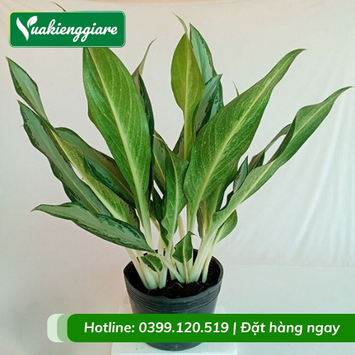 Cây giữ tiền hoàn chỉnh trong chậu sẵn sàng trang trí