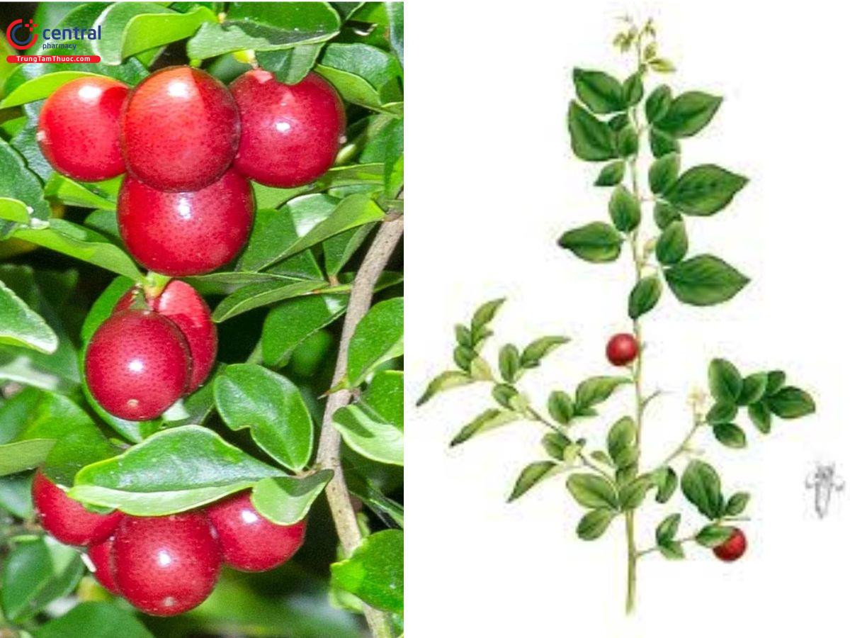 Hình ảnh cây Kim Quýt với trái đỏ mọng
