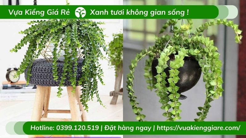 Cây lan tim với lá hình trái tim màu xanh biếc