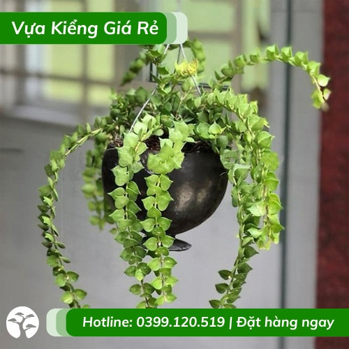 Chậu cây lan tim sẵn sàng giao đến khách hàng