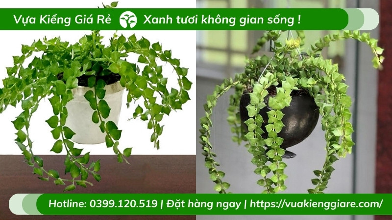 Vẻ đẹp duyên dáng của cây lan tim trồng trong chậu treo