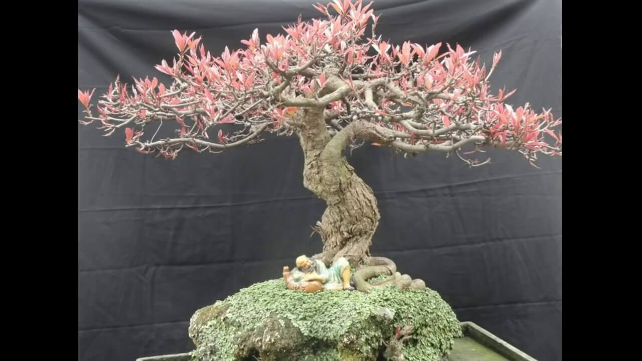 Lộc vừng bonsai thế chổi ngược đẹp khi rụng lá