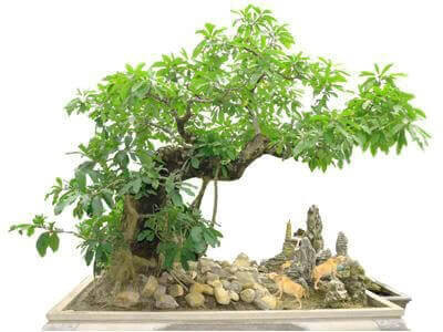 Thế cây lộc vừng bonsai nghịch suy phong uốn lượn