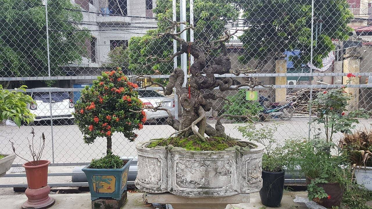 Cây lộc vừng bonsai thế long giáng phức tạp