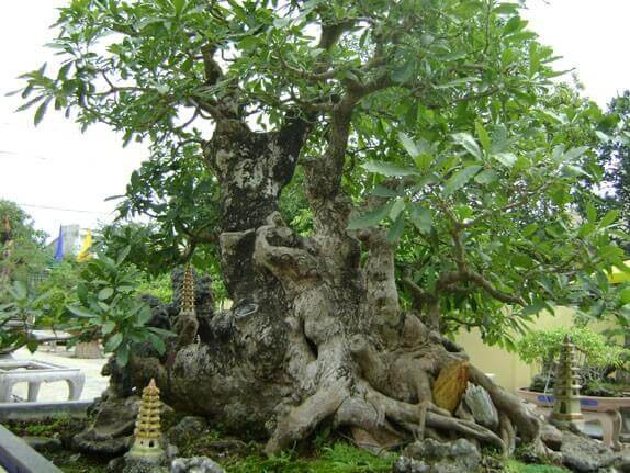 Lộc vừng bonsai thế gỗ lũa với phần thân tróc vỏ