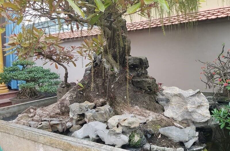 Cây lộc vừng bonsai thế trôi biển với rễ phủ trên đá