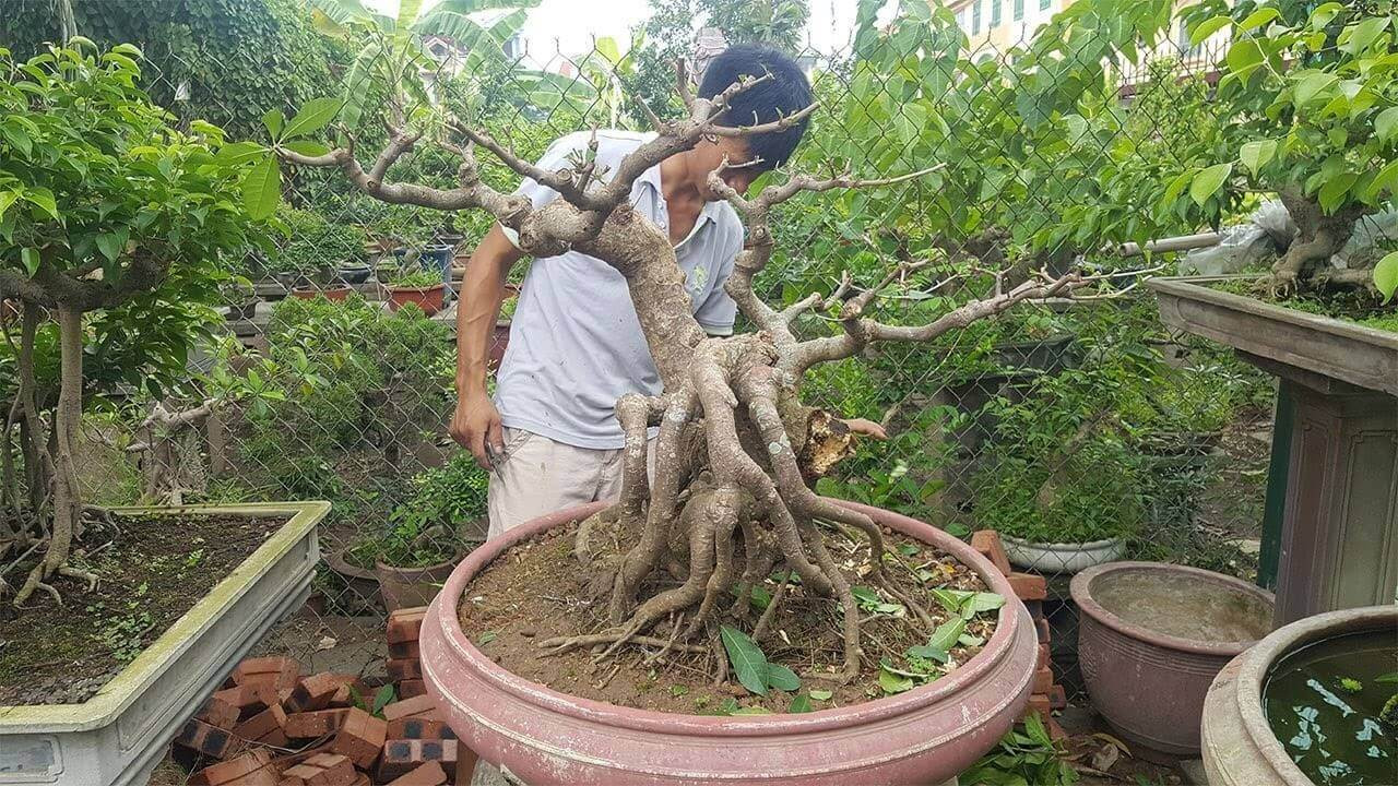 Chậu cây lộc vừng bonsai cần lỗ thoát nước khi chăm sóc