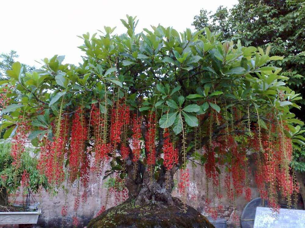 Thế cây lộc vừng bonsai ngũ thân với nhiều gốc vươn lên