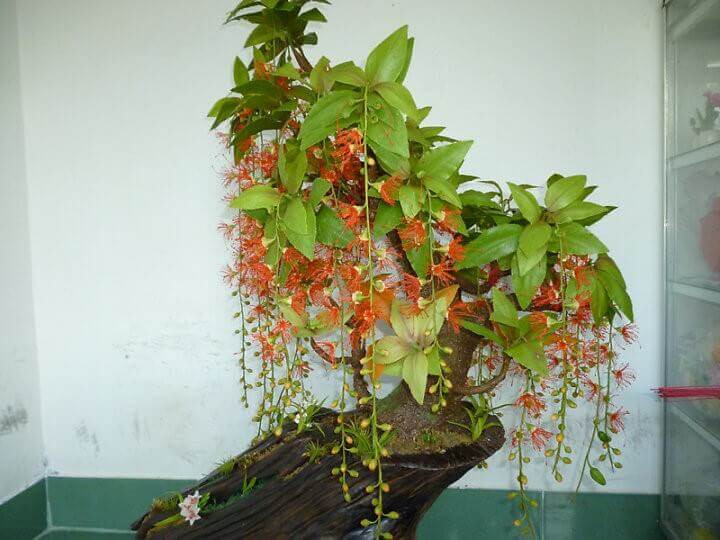 Cây lộc vừng bonsai thế thân đôi phổ biến