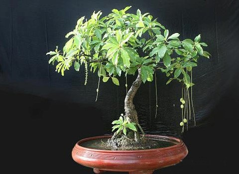 Lộc vừng bonsai thế quân tử vươn thẳng