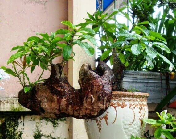 Thế cây lộc vừng bonsai bán thác nghiêng độc đáo
