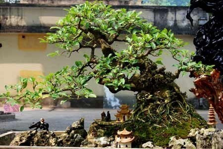 Cây lộc vừng bonsai thế nghiêng với tán lá đối xứng