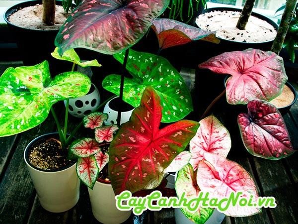 Cây môn đốm được cho là mang lại may mắn và tài lộc