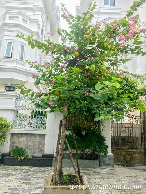 Cây hoa móng bò tím trồng ven đường phố