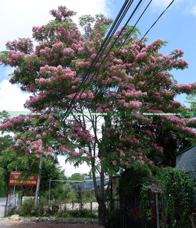 Cây muồng hoa đàn nở hoa