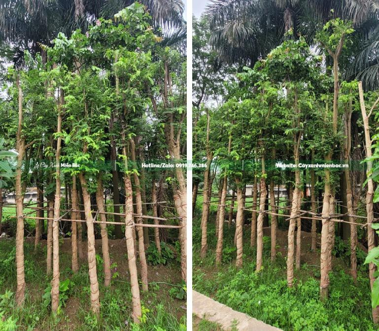 Cây muồng hoa đào dâm ủ tại vườn ươm