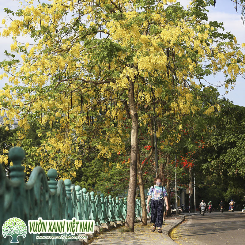 Cận cảnh chùm hoa Osaka vàng buông rủ tuyệt đẹp