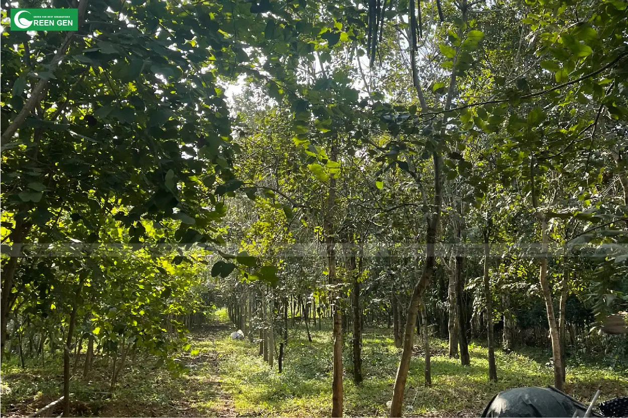 Số lượng lớn cây muồng hoàng yến tại vườn Green Gen